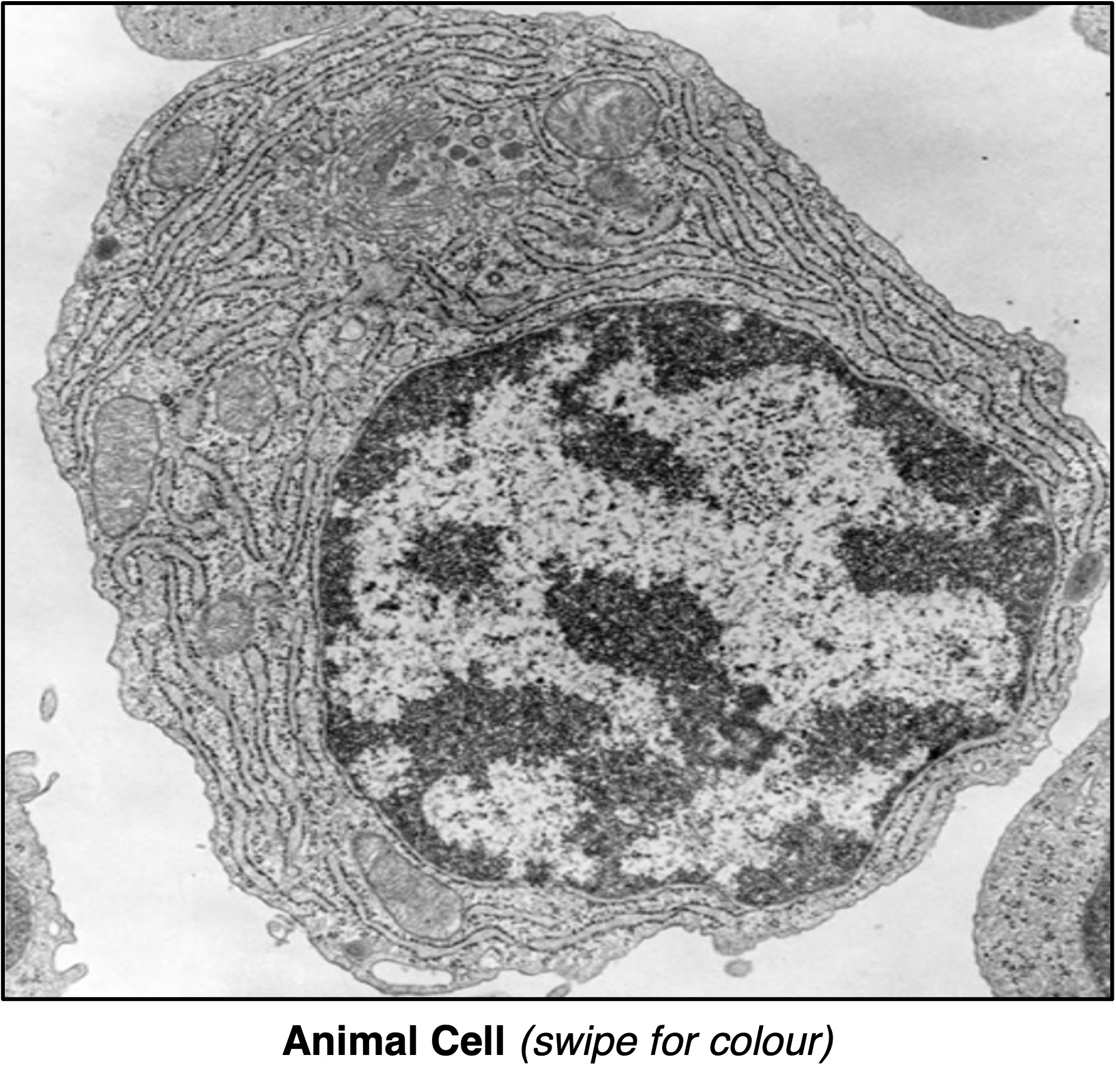 Animal Cells Under Microscope